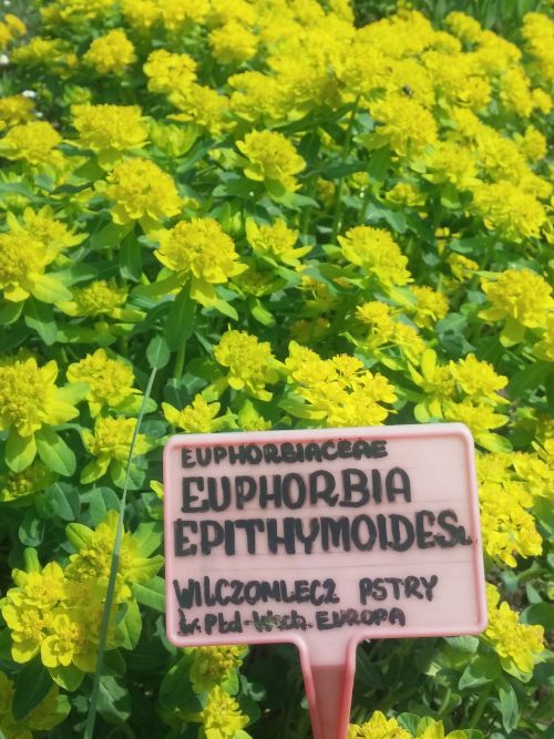 Wirtualna wycieczka do Ogrodu Botanicznego w Lublinie.