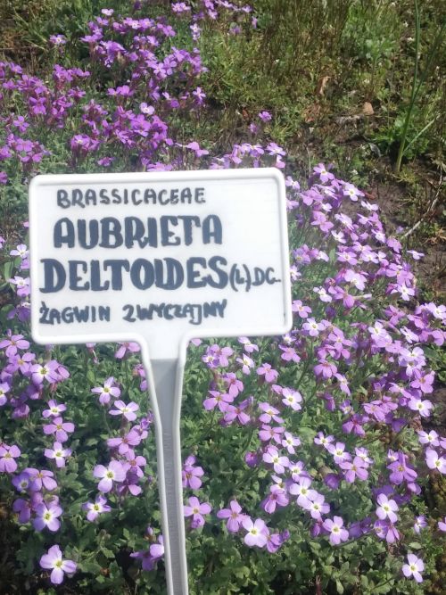 Wirtualna wycieczka do Ogrodu Botanicznego w Lublinie.