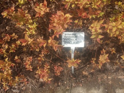 Wirtualna wycieczka do Ogrodu Botanicznego w Lublinie.