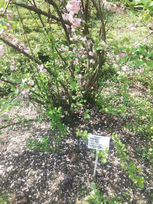 Wirtualna wycieczka do Ogrodu Botanicznego w Lublinie.