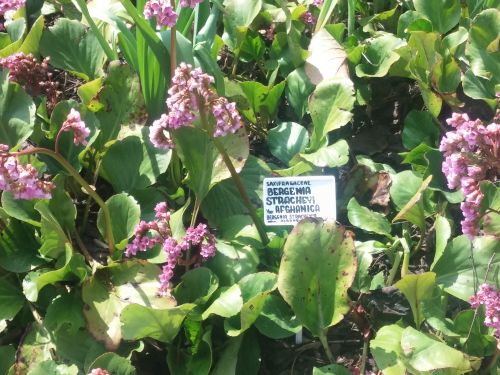 Wirtualna wycieczka do Ogrodu Botanicznego w Lublinie.