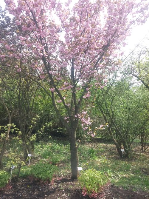Wirtualna wycieczka do Ogrodu Botanicznego w Lublinie.
