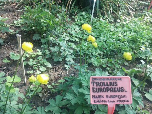 Wirtualna wycieczka do Ogrodu Botanicznego w Lublinie.