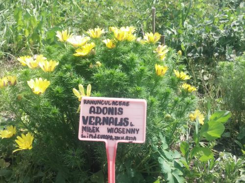 Wirtualna wycieczka do Ogrodu Botanicznego w Lublinie.