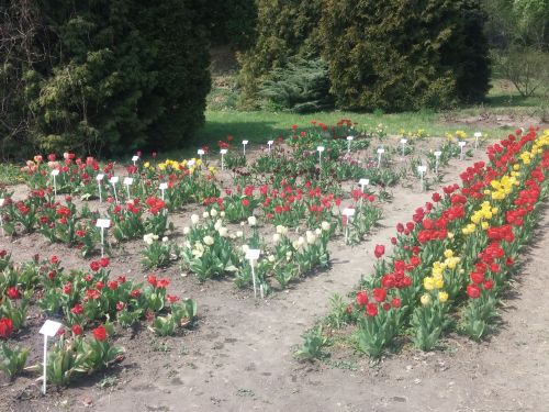 Wirtualna wycieczka do Ogrodu Botanicznego w Lublinie.