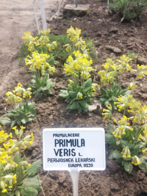 Wirtualna wycieczka do Ogrodu Botanicznego w Lublinie.