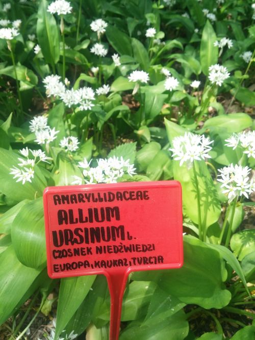 Wirtualna wycieczka do Ogrodu Botanicznego w Lublinie.