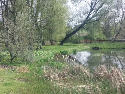 Wirtualna wycieczka do Ogrodu Botanicznego w Lublinie.