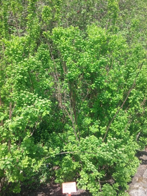Wirtualna wycieczka do Ogrodu Botanicznego w Lublinie.