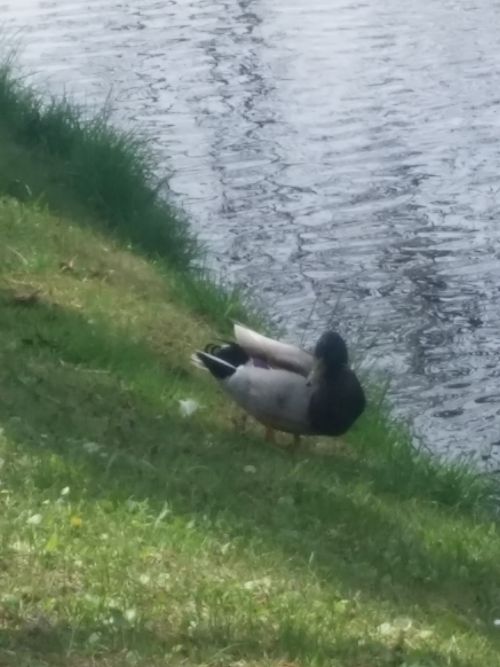 Wirtualna wycieczka do Ogrodu Botanicznego w Lublinie.
