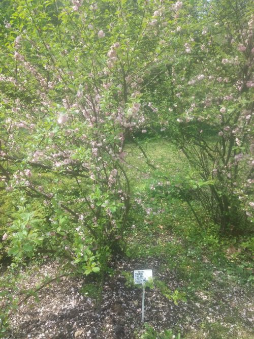 Wirtualna wycieczka do Ogrodu Botanicznego w Lublinie.