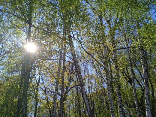Wirtualny spacer po Ogrodzie Botanicznym