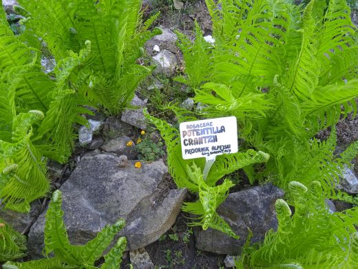 Wirtualny spacer po Ogrodzie Botanicznym