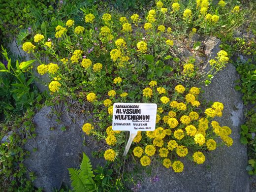 Wirtualny spacer po Ogrodzie Botanicznym