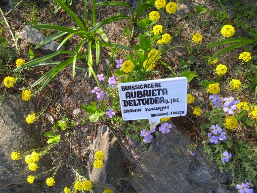 Wirtualny spacer po Ogrodzie Botanicznym