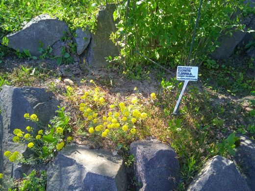 Wirtualny spacer po Ogrodzie Botanicznym