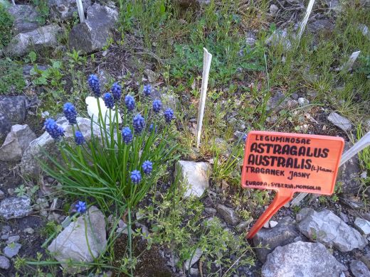Wirtualny spacer po Ogrodzie Botanicznym