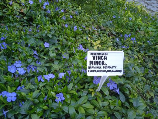 Wirtualny spacer po Ogrodzie Botanicznym