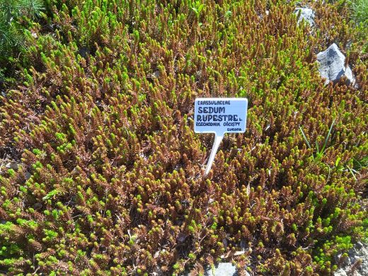 Wirtualny spacer po Ogrodzie Botanicznym