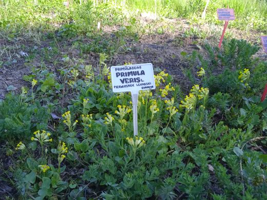 Wirtualny spacer po Ogrodzie Botanicznym