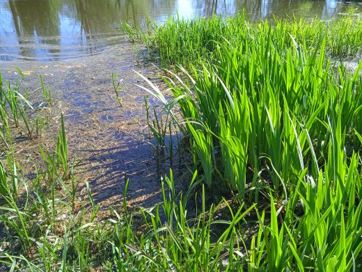 Wirtualny spacer po Ogrodzie Botanicznym