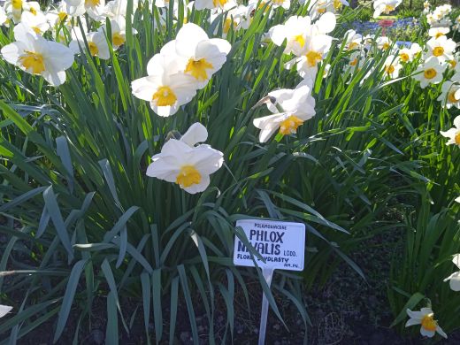 Wirtualny spacer po Ogrodzie Botanicznym