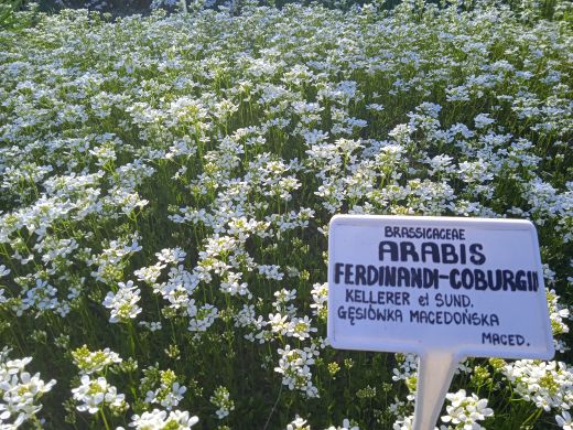 Wirtualny spacer po Ogrodzie Botanicznym