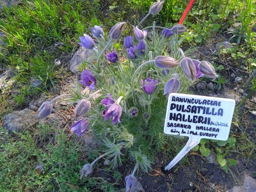Wirtualny spacer po Ogrodzie Botanicznym