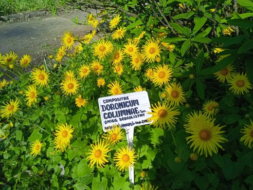 Wirtualny spacer po Ogrodzie Botanicznym