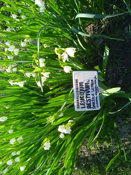 Wirtualny spacer po Ogrodzie Botanicznym