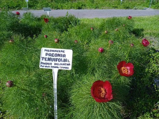 Wirtualny spacer po Ogrodzie Botanicznym