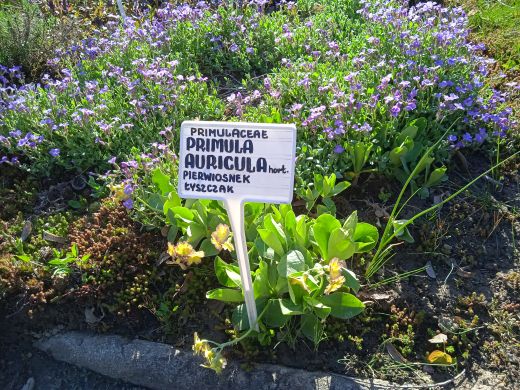Wirtualny spacer po Ogrodzie Botanicznym