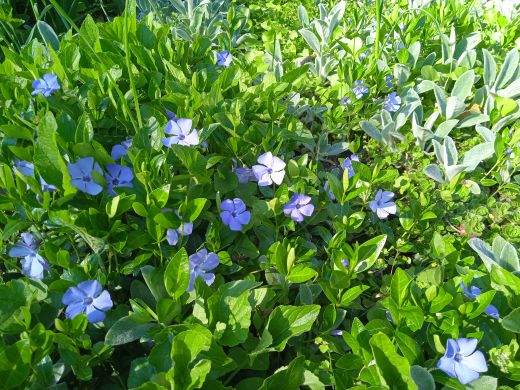 Wirtualny spacer po Ogrodzie Botanicznym