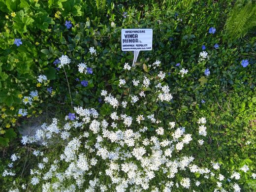 Wirtualny spacer po Ogrodzie Botanicznym