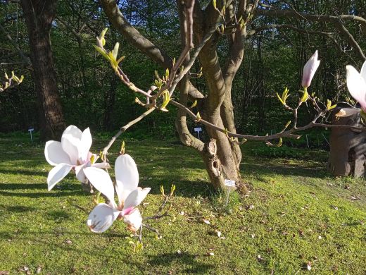 Wirtualny spacer po Ogrodzie Botanicznym