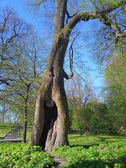 Wirtualny spacer po Ogrodzie Botanicznym