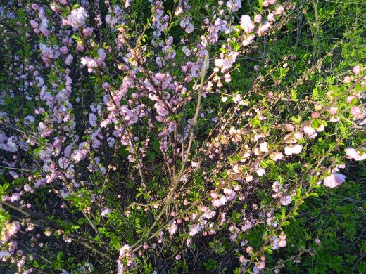 Wirtualny spacer po Ogrodzie Botanicznym