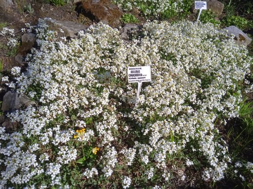 Wirtualny spacer po Ogrodzie Botanicznym
