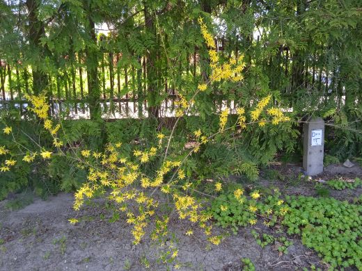 Wirtualny spacer po Ogrodzie Botanicznym