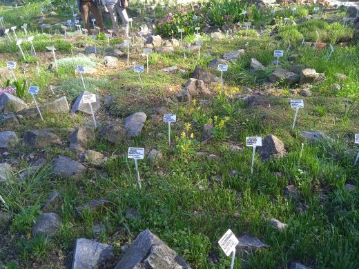 Wirtualny spacer po Ogrodzie Botanicznym