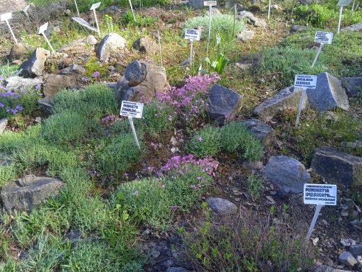Wirtualny spacer po Ogrodzie Botanicznym
