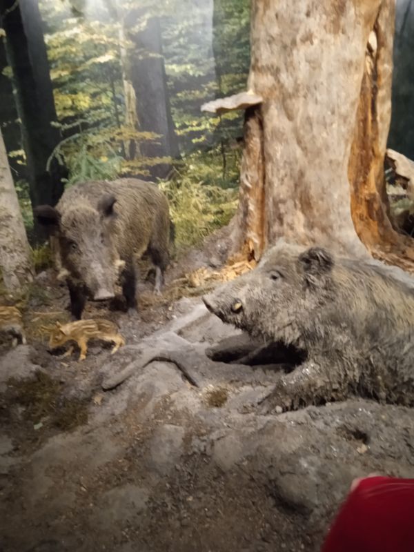 Wycieczka do Roztoczańskiego Parku Narodowego